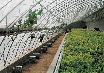 温室大棚蔬菜种植误区