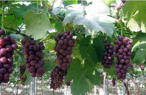 温室葡萄栽培对土壤及灌溉条件的要求