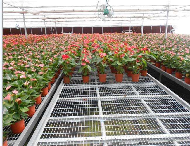 哪种灌溉方法更适合您家的移动苗床网花卉呢？